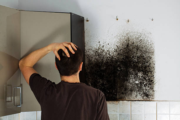 Best DIY Mold Remediation Support Services in Newark, OH