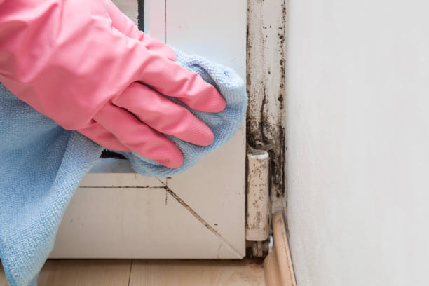 Best Bathroom Mold Remediation in Newark, OH
